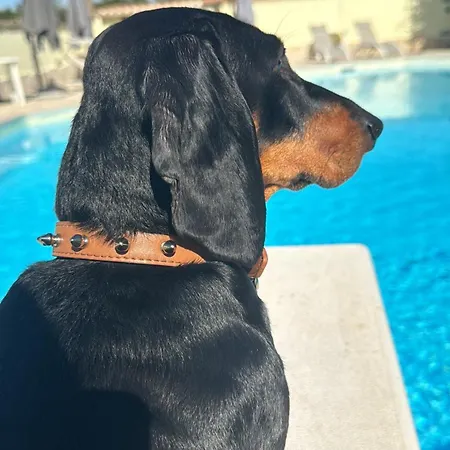 Luxury Affitta